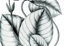 Flora brasiliensis - Prestonia hirsute