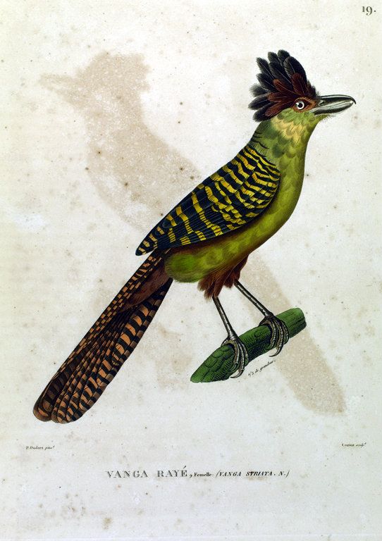 Pássaros - Vanga Rayé, fêmea