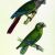 Pássaros - Castelnau