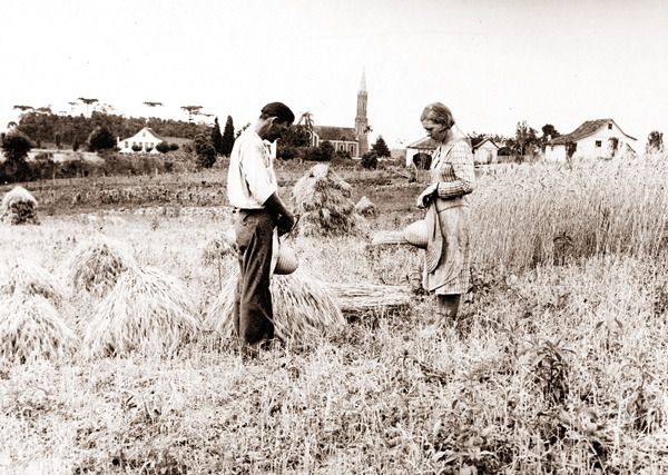 Plantação de trigo